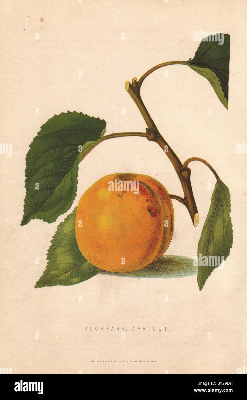 Ripe fruit and leaves of the Moorpark apricot, Prunus armeniaca. Stock Photo