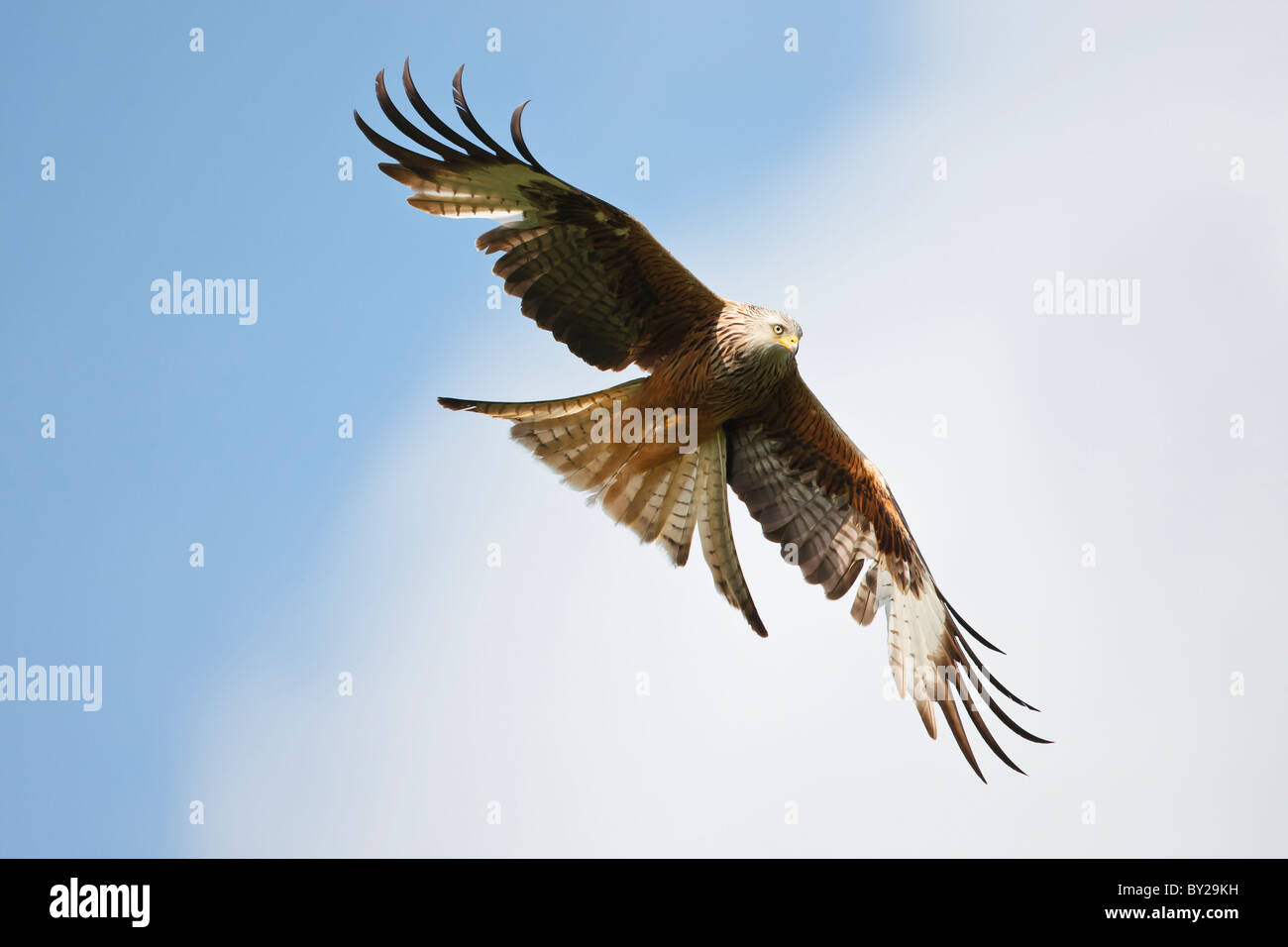 Red kite in flight against a cloudy blue sky Stock Photo