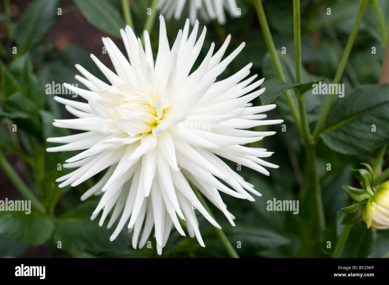 Spiky white dahlia flower Stock Photo