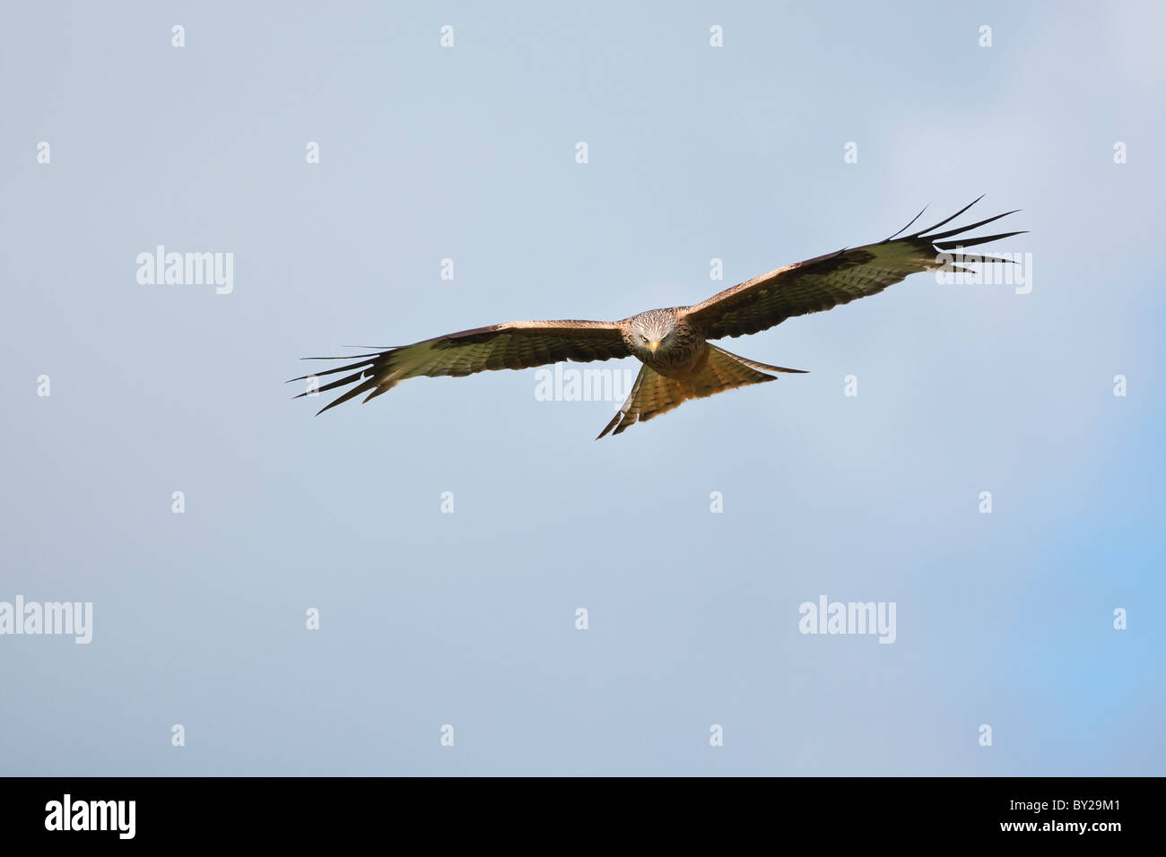 Red kite in flight against a cloudy blue sky Stock Photo