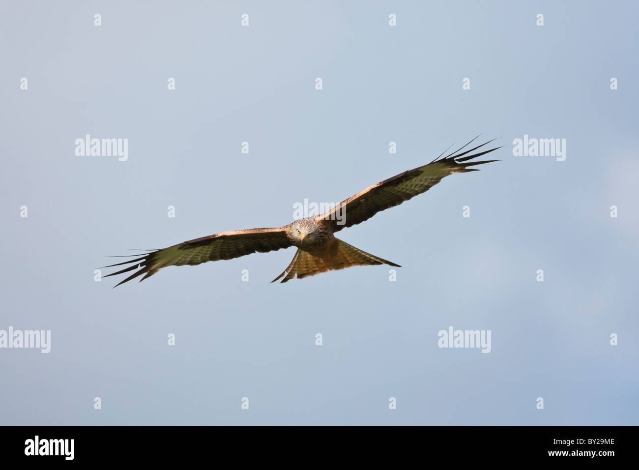 Red kite in flight against a cloudy blue sky Stock Photo