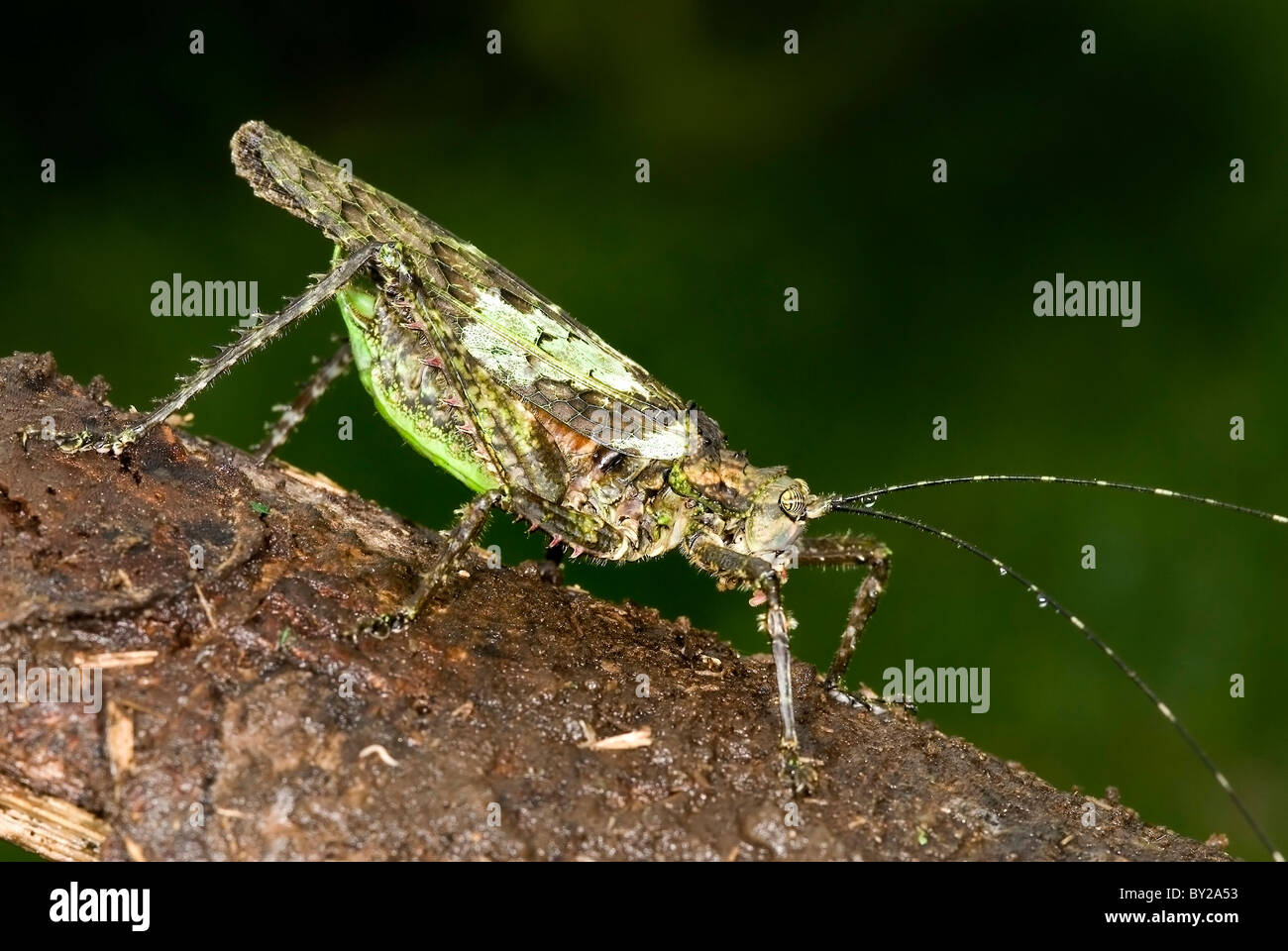 Moss Katydid 'Haemodiasma tessellata' from Costa Rica Stock Photo