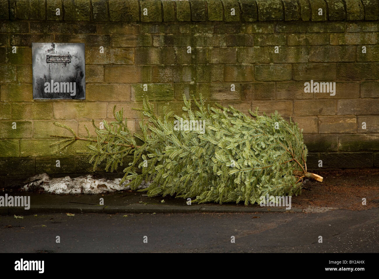 End of the festive season. Dumped Christmas trees waiting for the