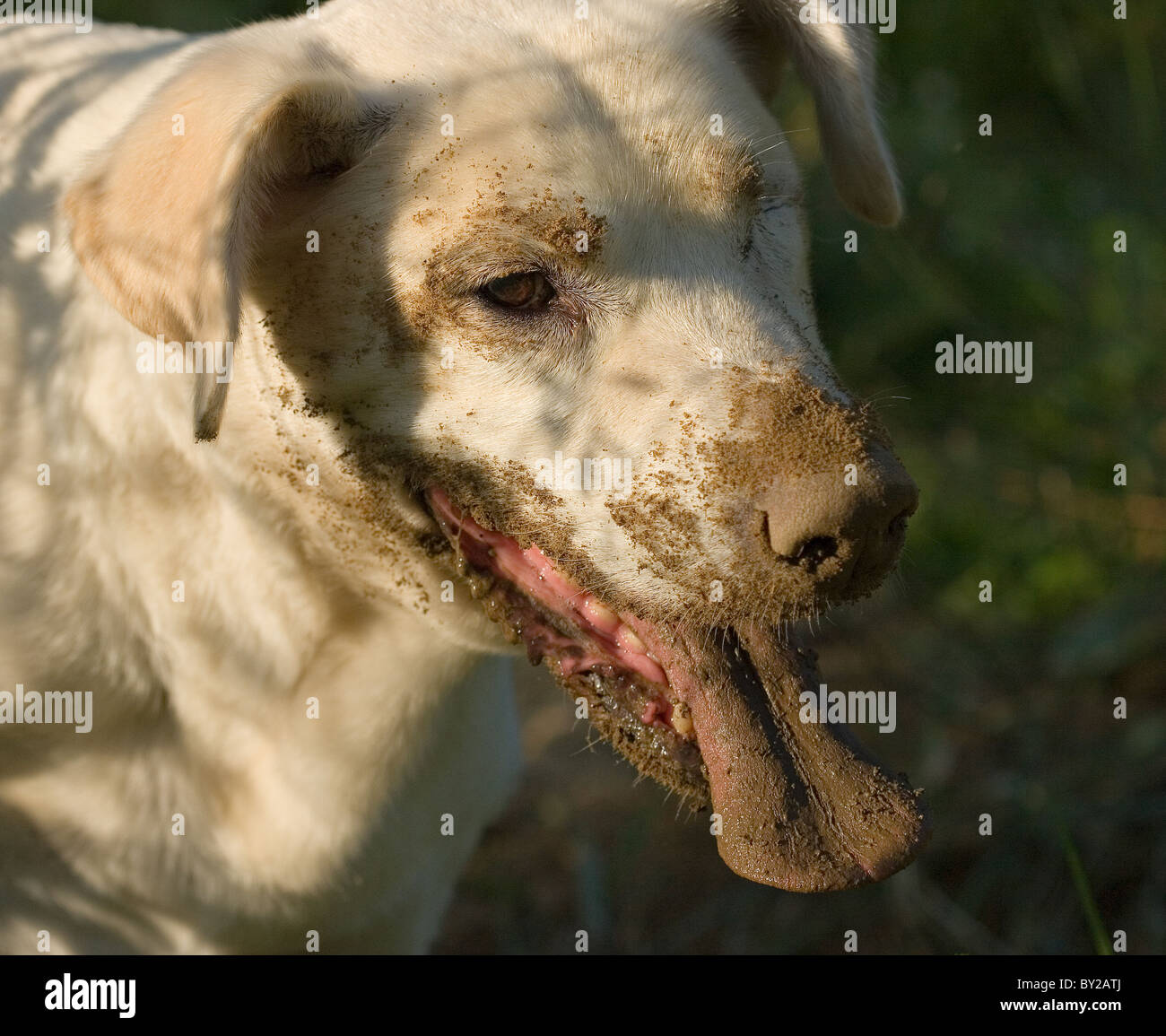 Yellow Labrador retriever covered in dirt and panting from digging hole, close up Stock Photo