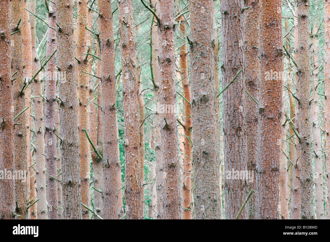 Detail of pine trees in a woodland plantation in East Lothian, Scotland. Stock Photo