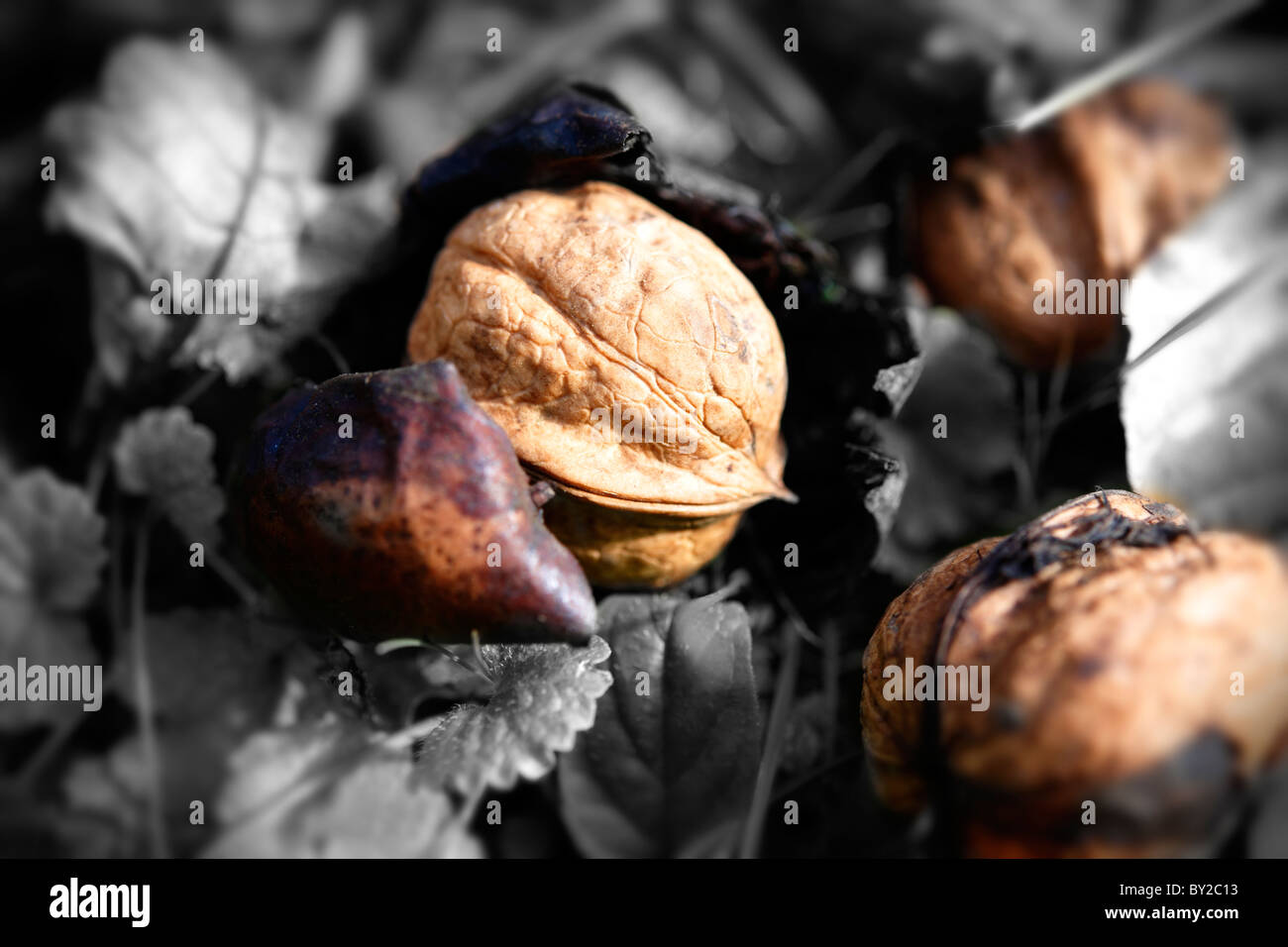 Fresh Walnuts ; fallen ; harvest ; walnut ; walnuts ; ripe ; Stock Photo