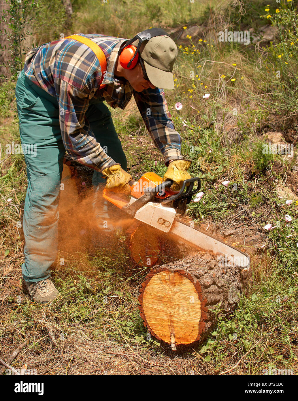 Lumberjack logger worker in protective hi-res stock photography and ...