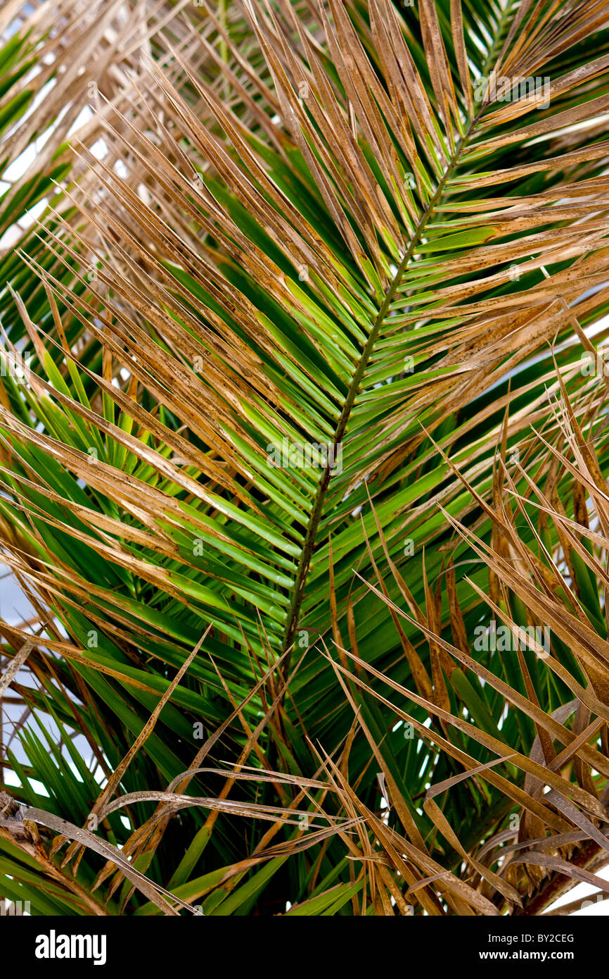 Palm tree leaves also known as Arecaceae, Palmaceae and Palmae a flowering plant from the monocot order arecales Stock Photo
