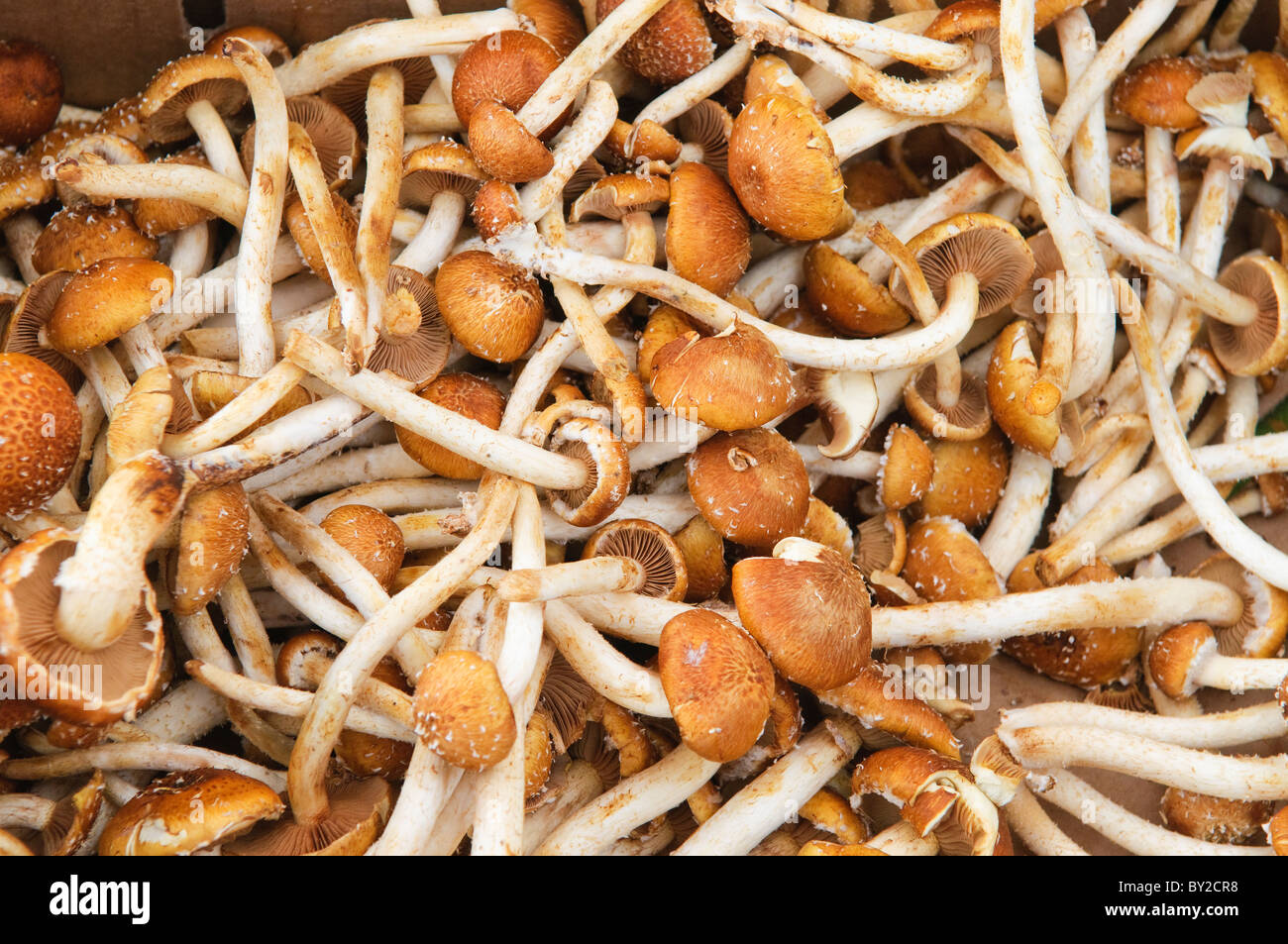 Wild mushrooms for sale on a Farmers Market stall Stock Photo
