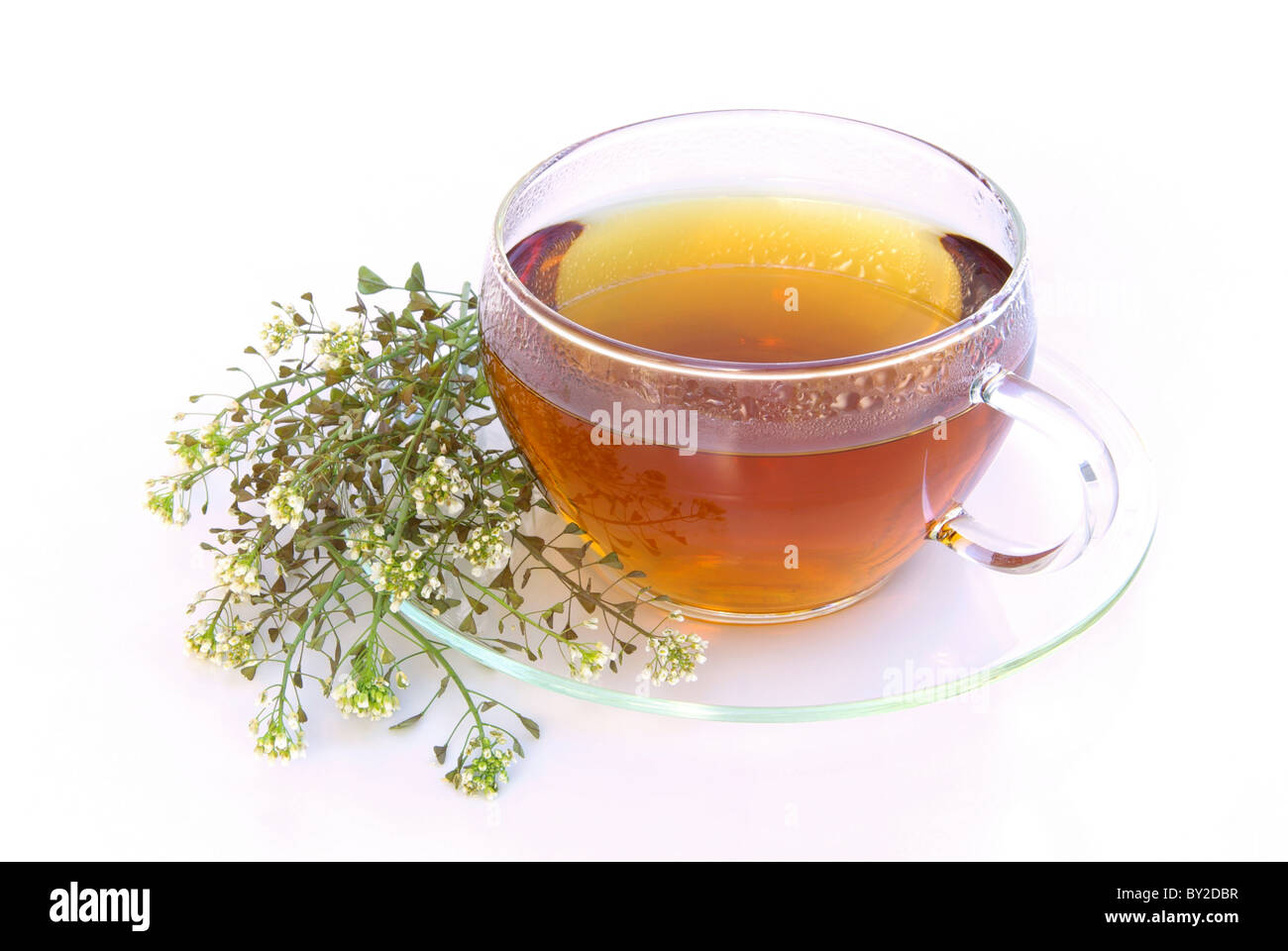 Tee Schafgarbe - tea yarrow 03 Stock Photo