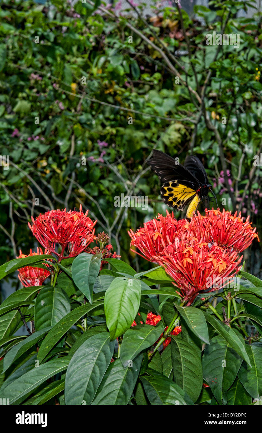 Kuala Lumpur Malaysia famous Butterfly Park with flowers and gardens