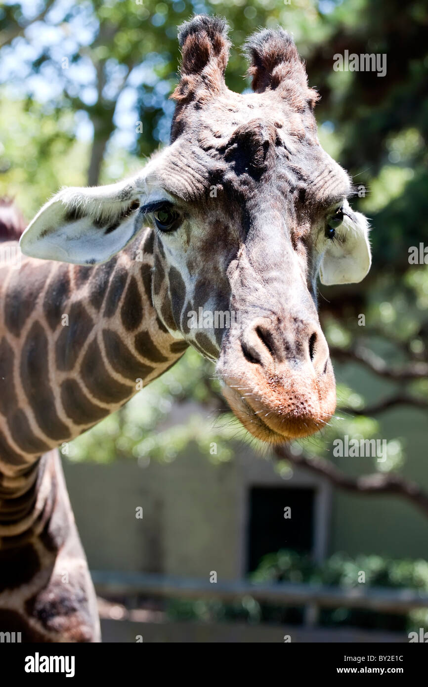 giraffe Stock Photo