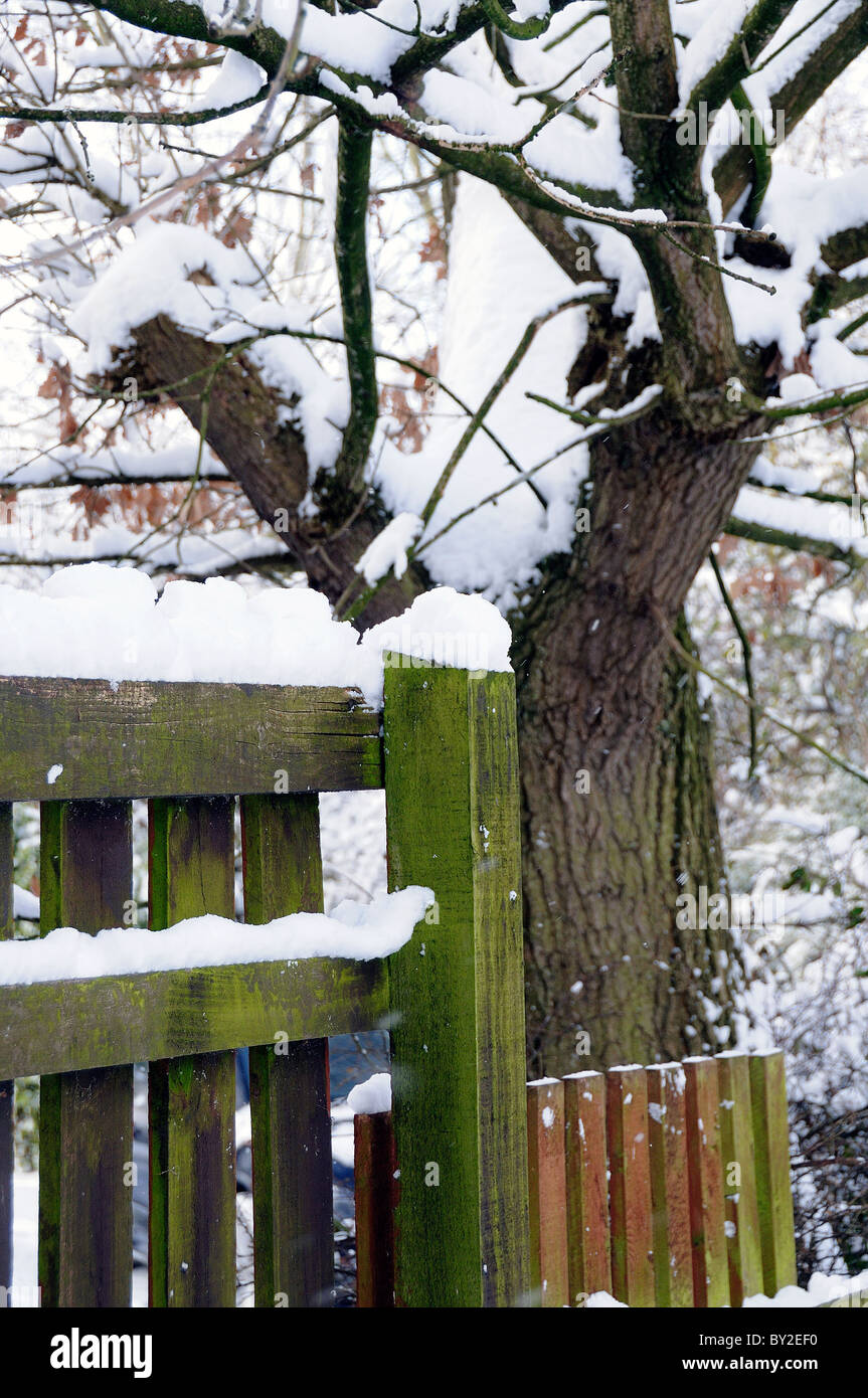 tree and fence covered in snow Stock Photo - Alamy