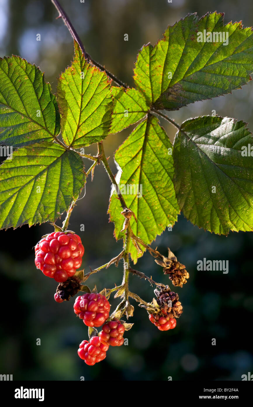 Berries and leaves of blackberry (Rubus fruticosus), Belgium Stock Photo