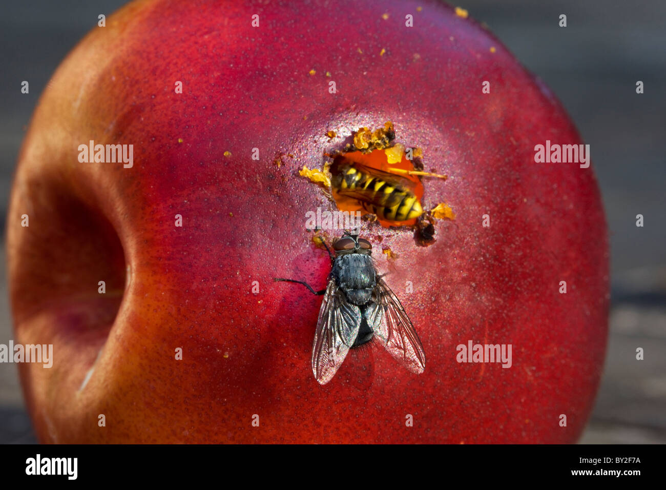 Wasp and fly eating red apple, Belgium Stock Photo
