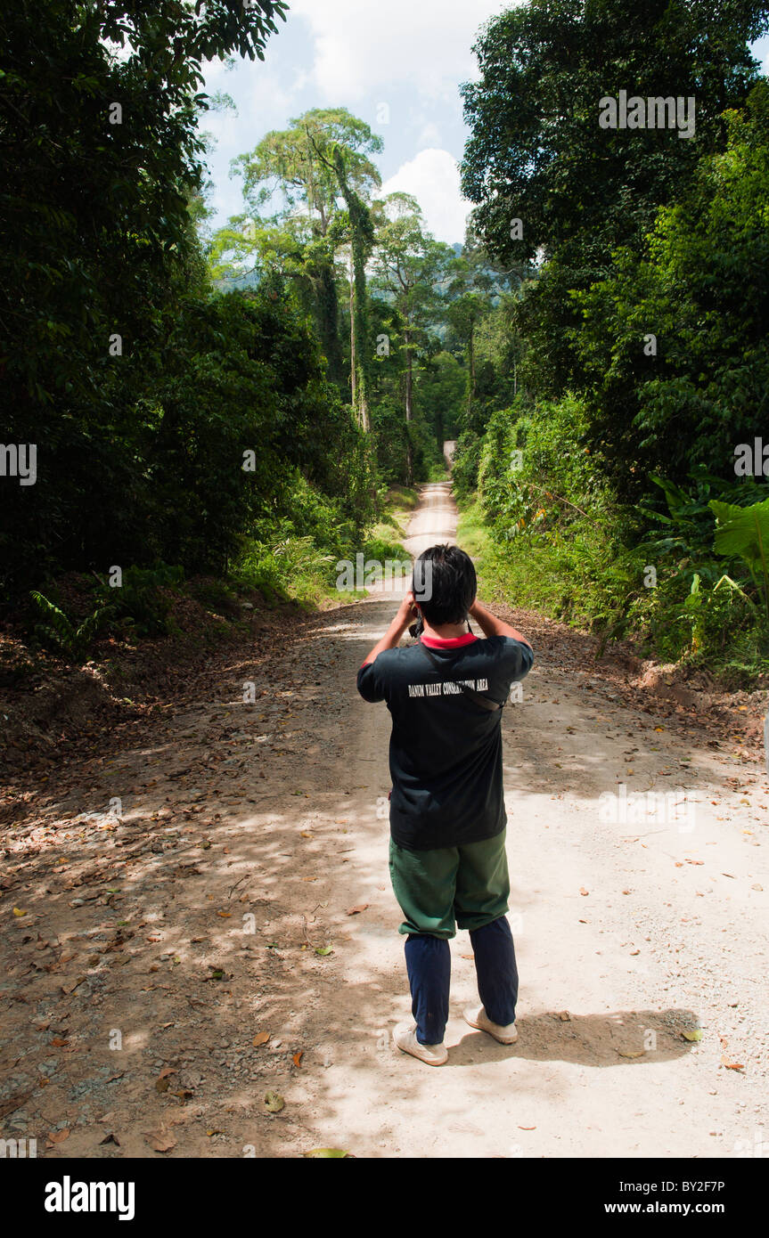 Guide looking for animals on the road leading to Borneo Rainforest Lodge in Danum Valley Conservation Area. Stock Photo