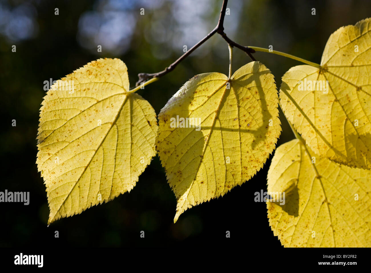 Leaves of lime / linden / basswood tree (Tilia) in autumn, Belgium Stock Photo