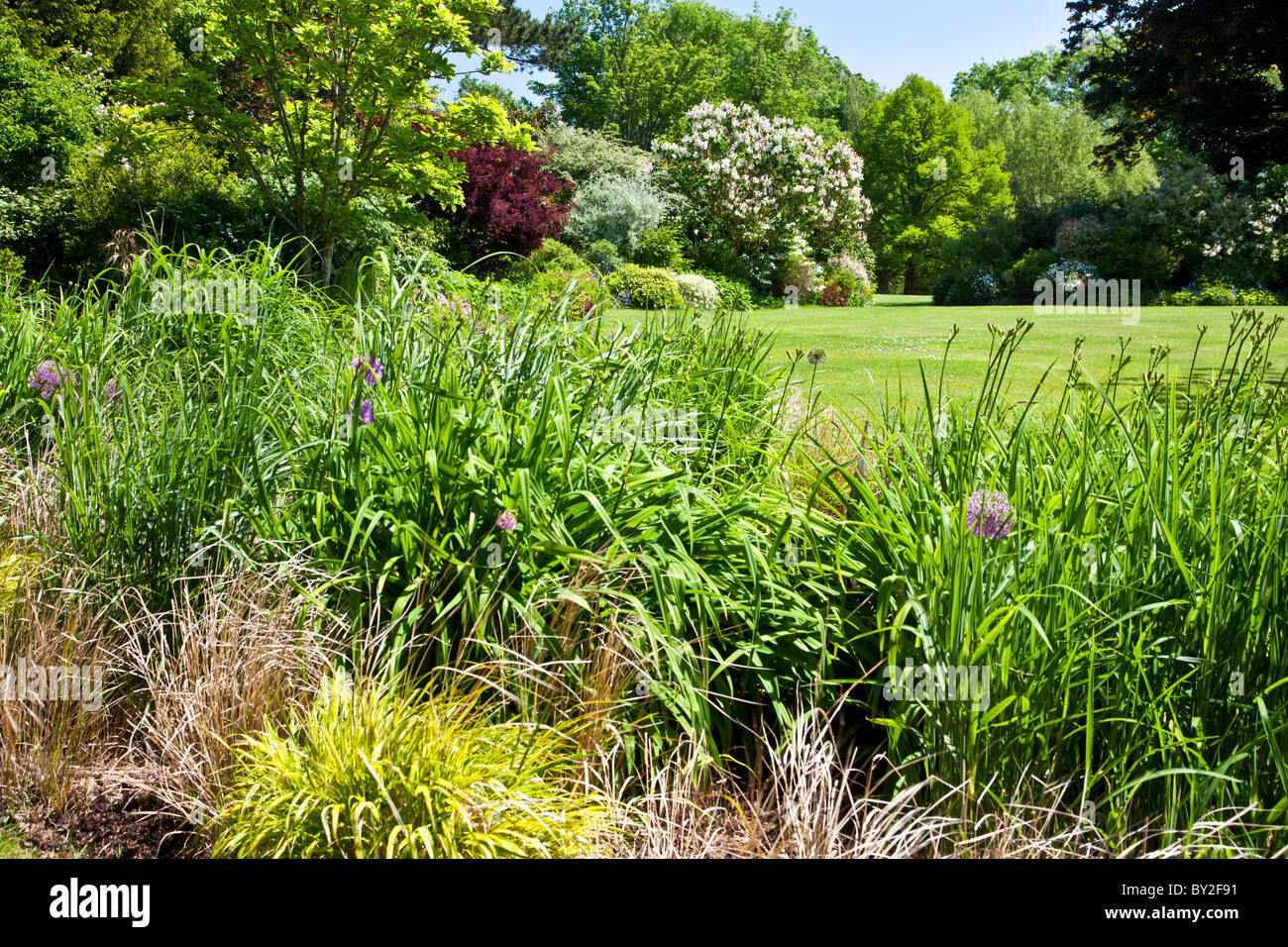 A neatly manicured lawn in an English country garden in summer with different species of ornamental grasses in the foreground Stock Photo