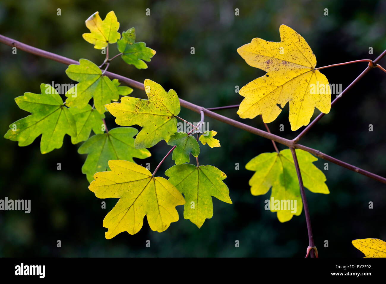 Field Maple / Hedge Maple (Acer campestre) leaves in autumn, Belgium Stock Photo