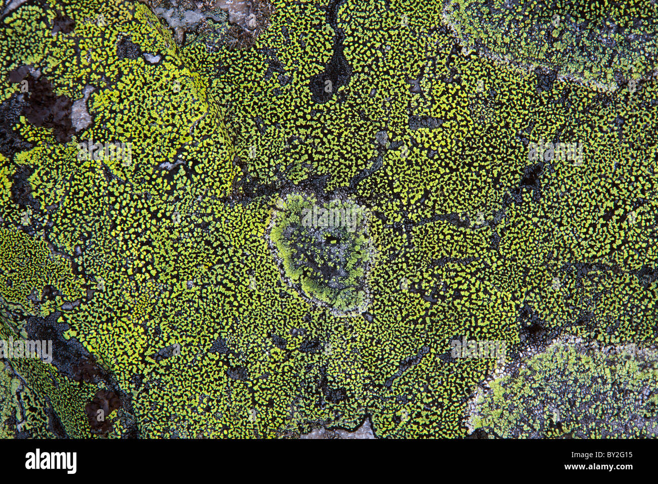 Map Lichen (Rhizocarpon geographicum) on rock, Sweden Stock Photo