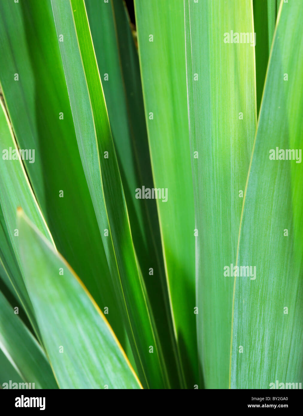 Fresh green yucca leaves (selective focus) Stock Photo