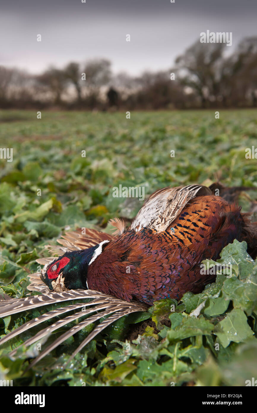 The Pheasant Shoot Stock Photo