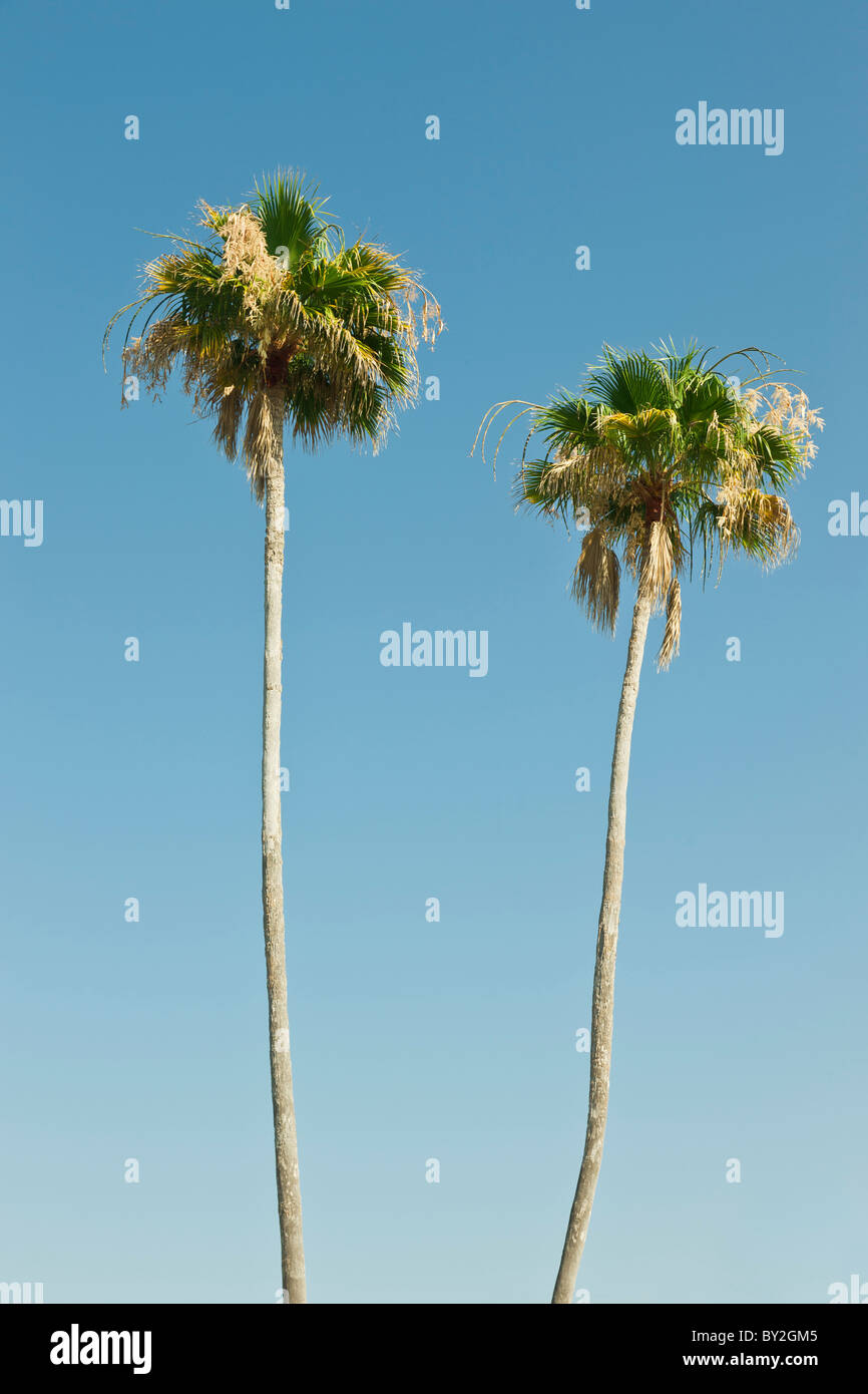 Two palm trees against a clear blue sky Stock Photo