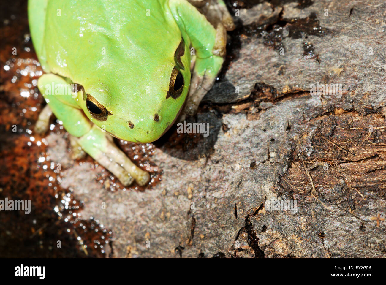 Bright green frog on wood background (selective focus on frog head) Stock Photo