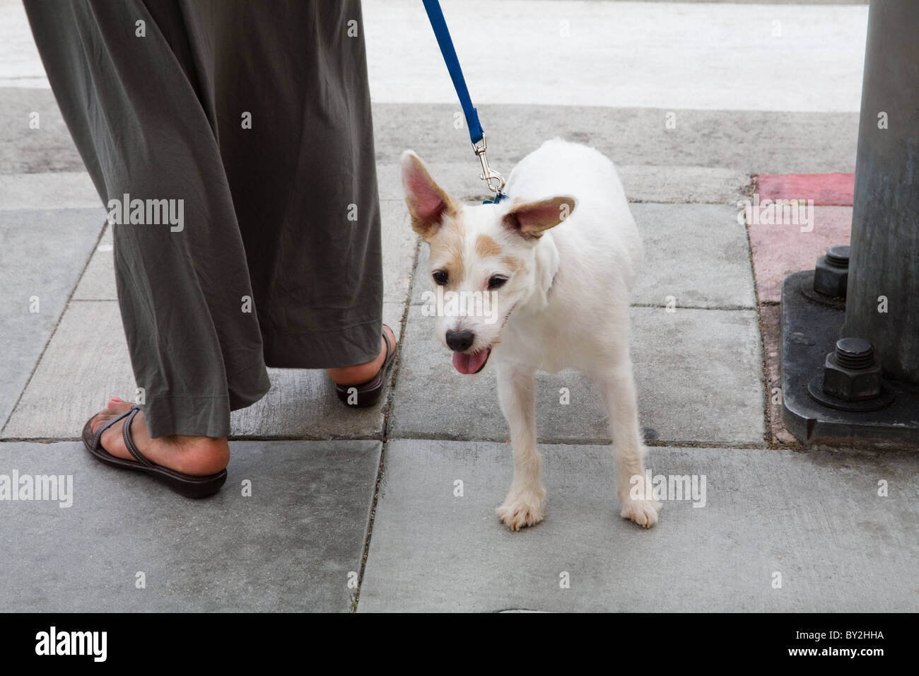 A Jack Russell terrier and owner waiting to cross the street Stock Photo