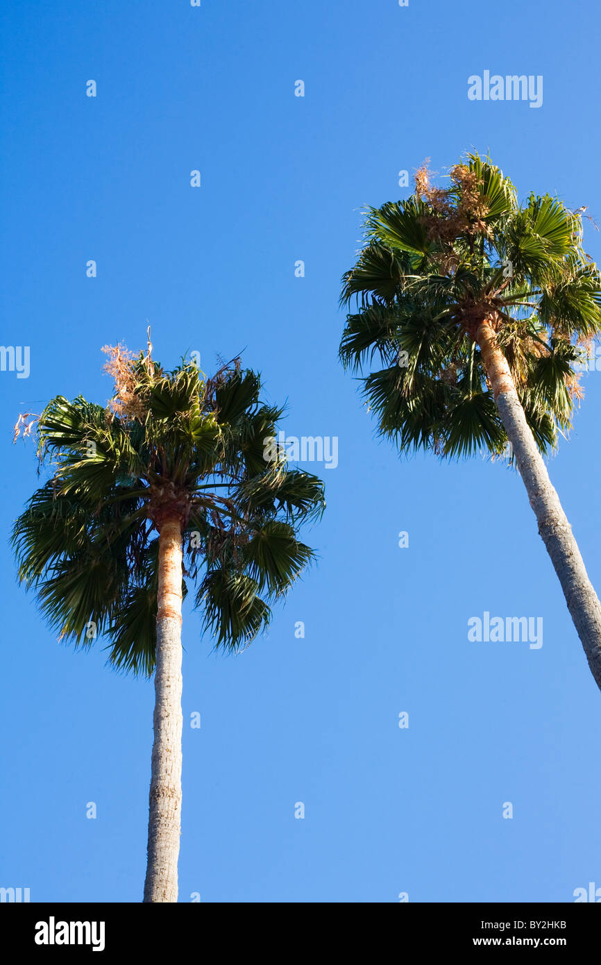 Sabal Palmetto Palm Trees, Malibu California Stock Photo