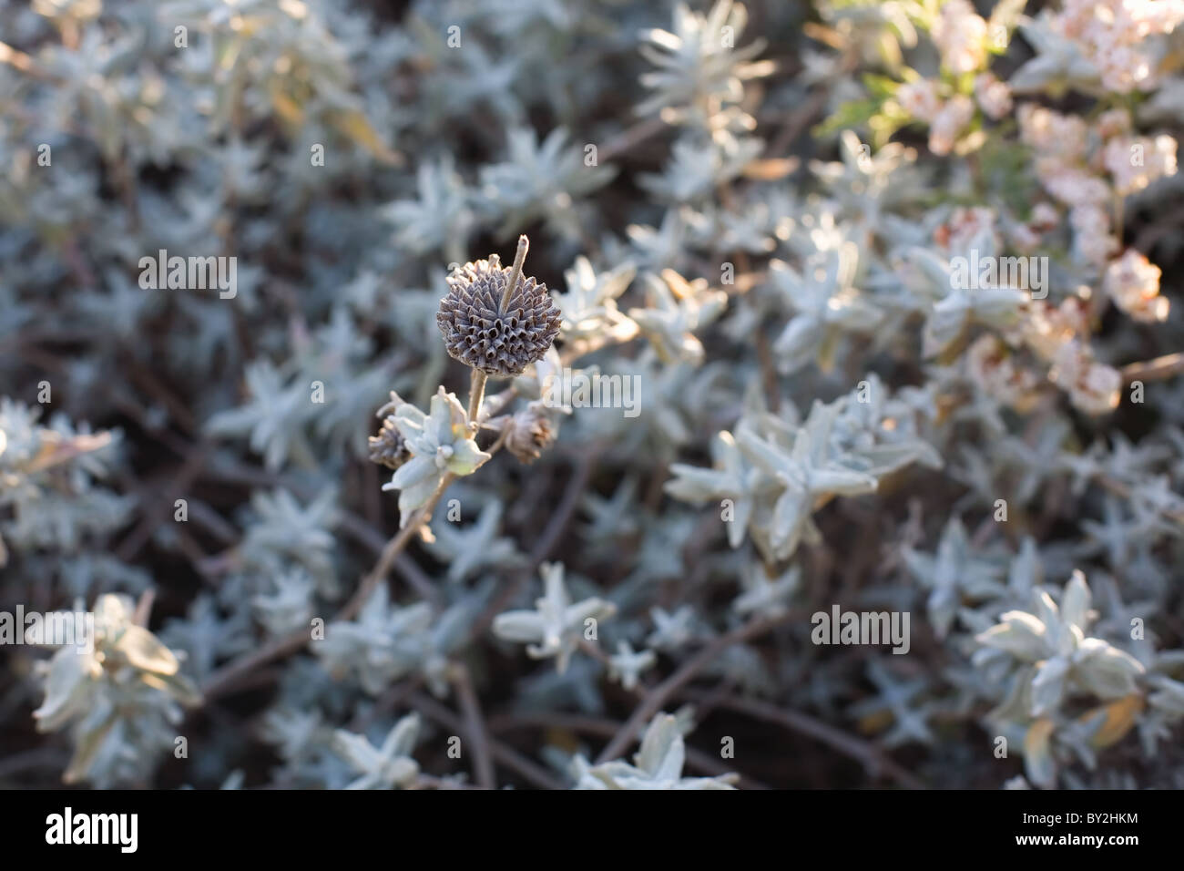 Salvia Leucophylla or Purple Sage, Malibu Lagoon State Park, Malibu Beach, California Stock Photo