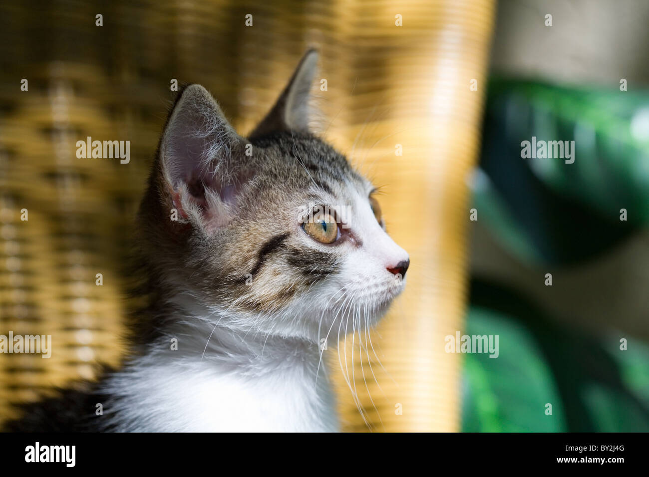 One alert tabby kitten Stock Photo