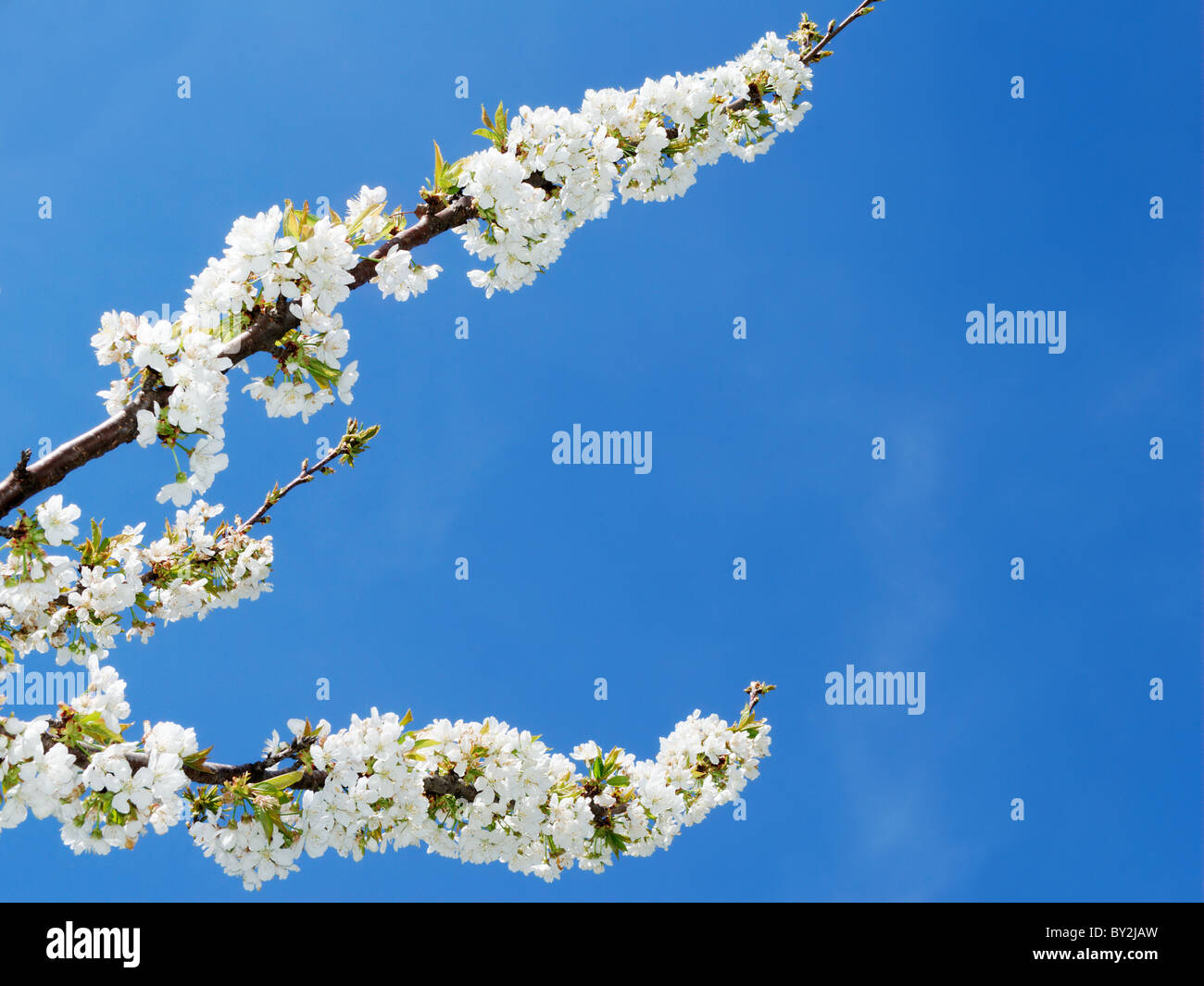 Springtime image with branches of white cherry blossom and blue sky Stock Photo
