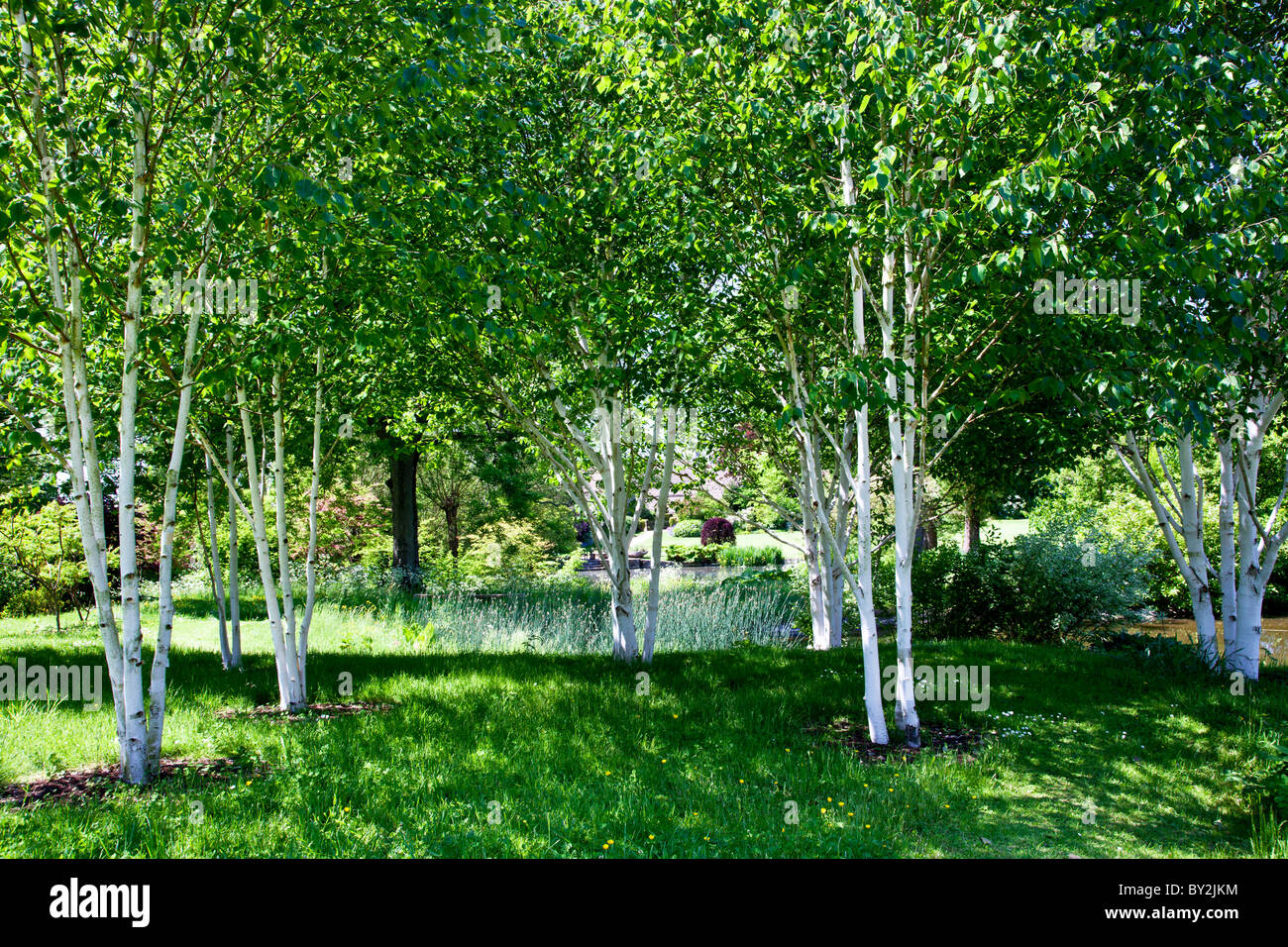 A small shady copse of silver birch trees in an English country garden in summer Stock Photo