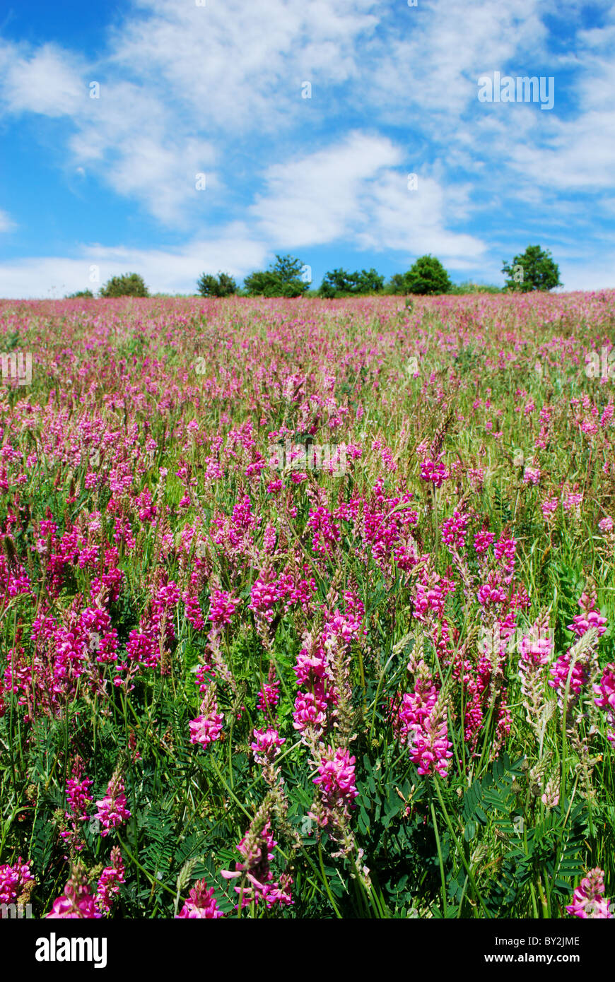 Landscape with meadow of fuxia Hedysarum coronatum Stock Photo