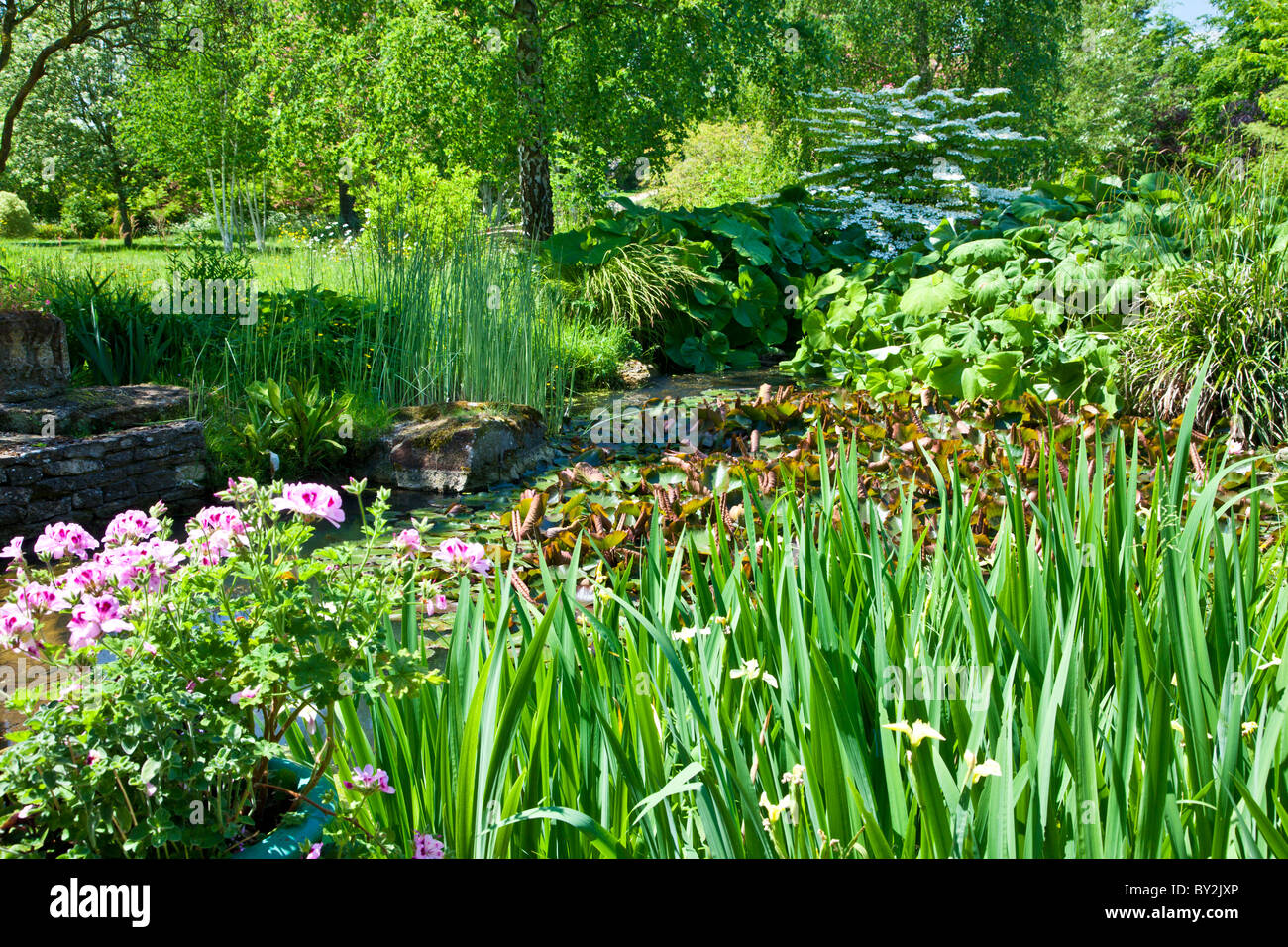 A lush and verdant garden pond surrounded by aquatic plants in an English country garden in summer Stock Photo