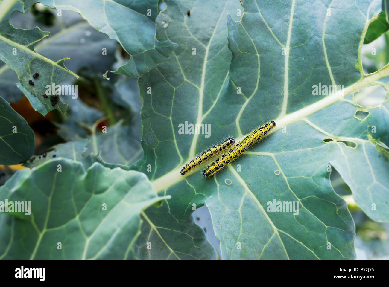 Two yellow and black large White butterfly larva on cabbage leaves