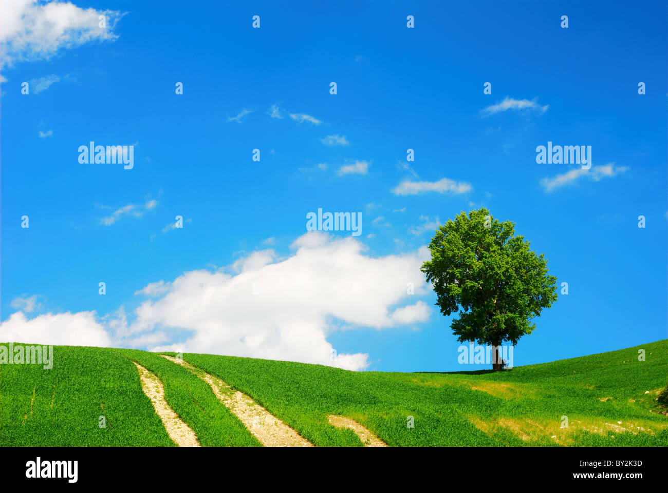 Summer landscape with green field;tree and blue sky Stock Photo - Alamy