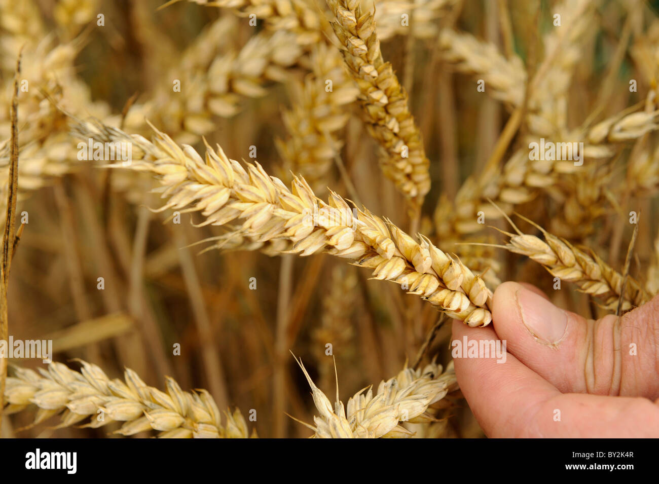 Wheat,barley Stock Photo