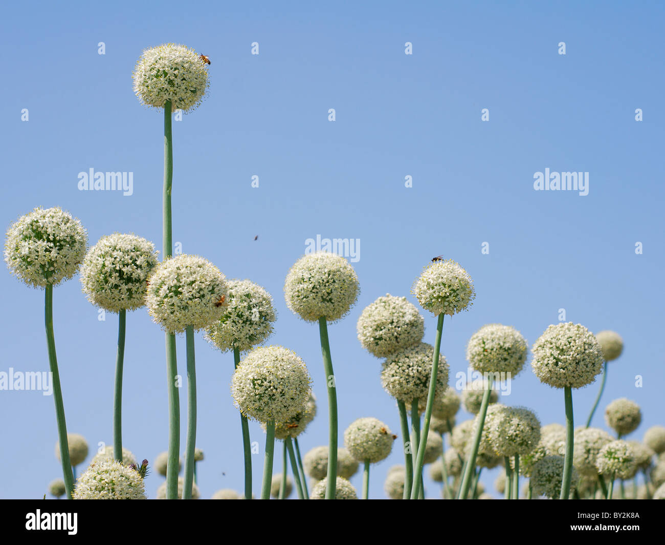 Tall flower stems hi-res stock photography and images - Alamy