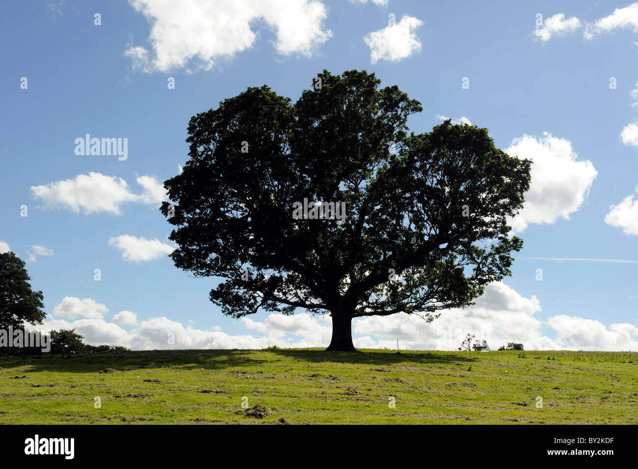 A single deciduous tree Stock Photo