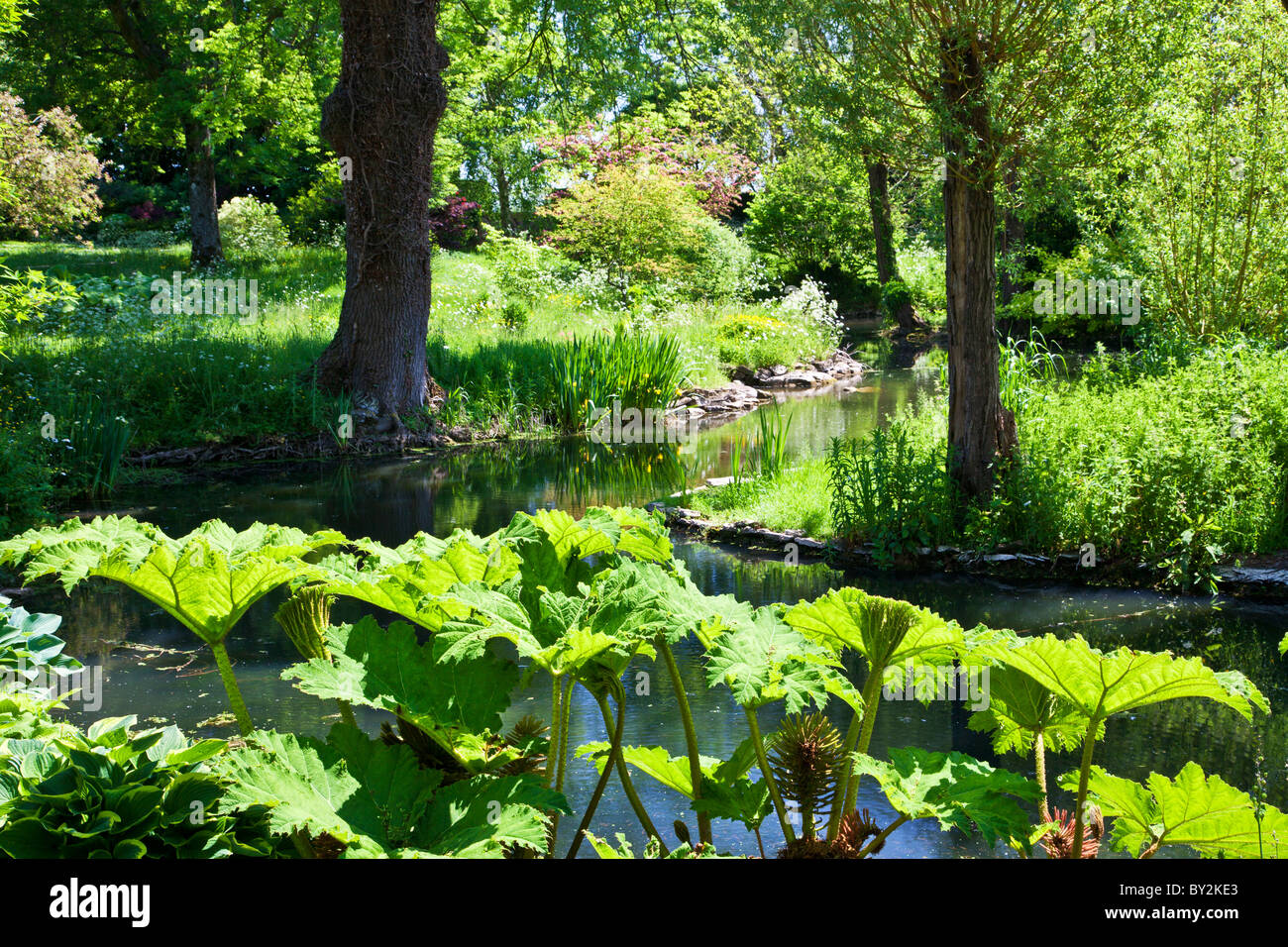 A small shady stream and pond with Chile Rhubarb or Gunnera manicata in the foreground in an English country garden in summer Stock Photo