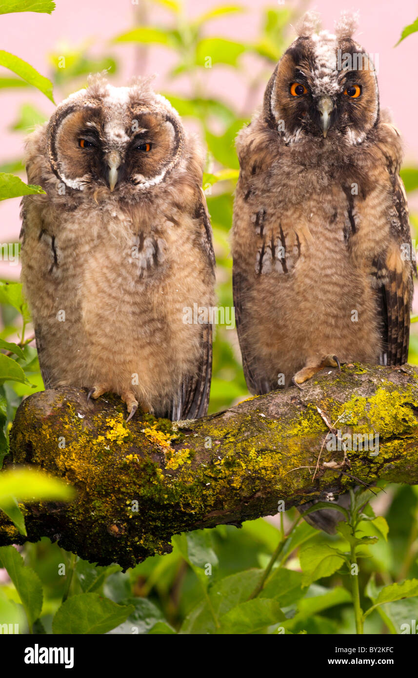 Couple of long-eared owl on the tree branch. Stock Photo