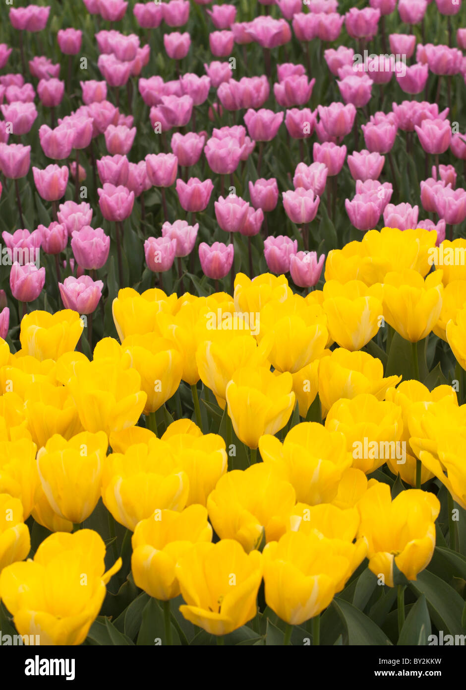 Flower bed of yellow and purple tulips Stock Photo - Alamy