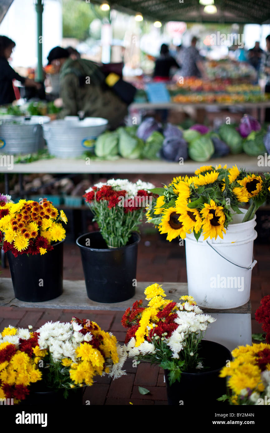Flowers at the Eastern Market in Washington DC Stock Photo Alamy