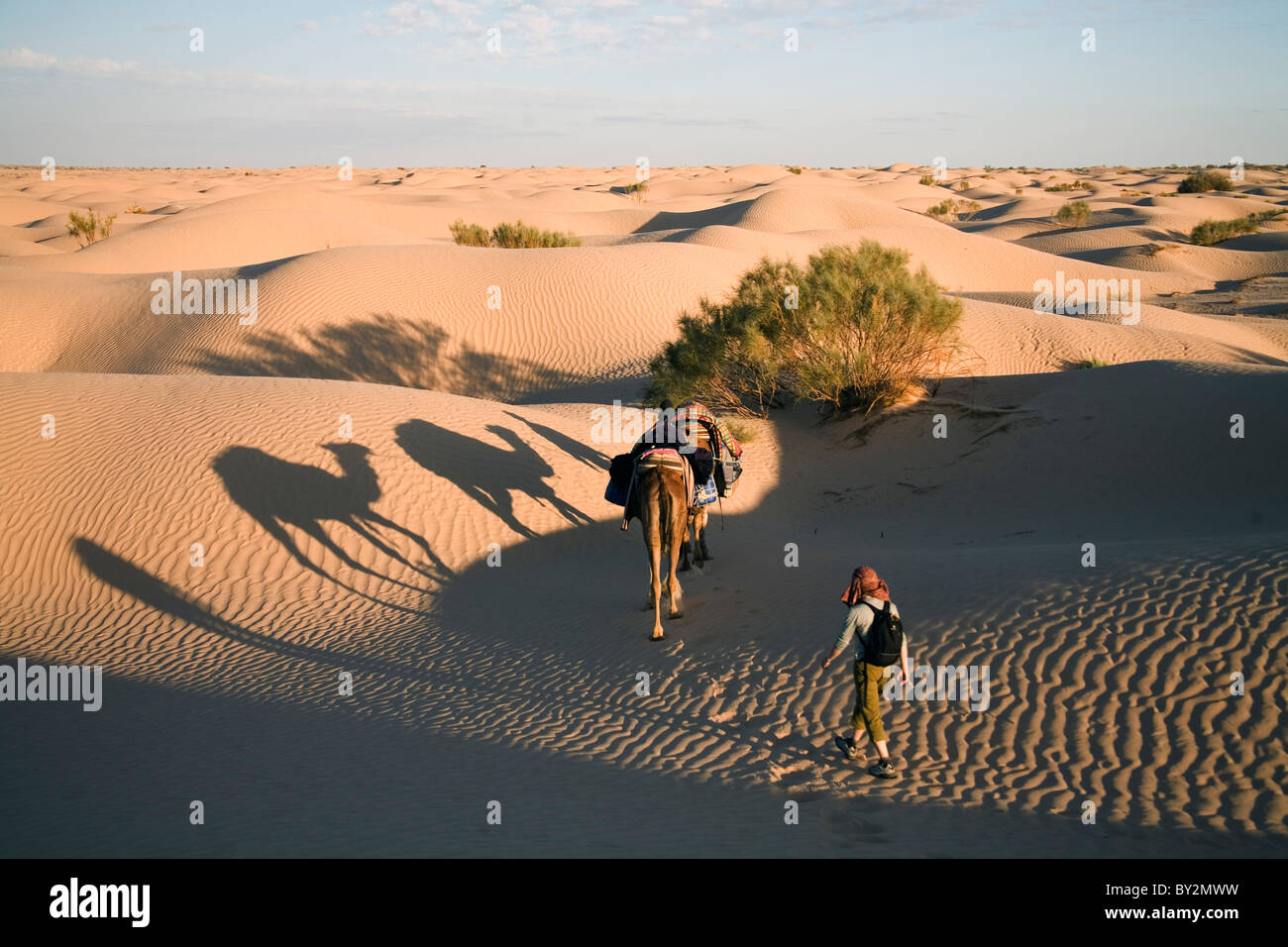 Long shadows of camel trekking guide Nasser leading two camels (dromedaries) and a tourist across the desert. Stock Photo