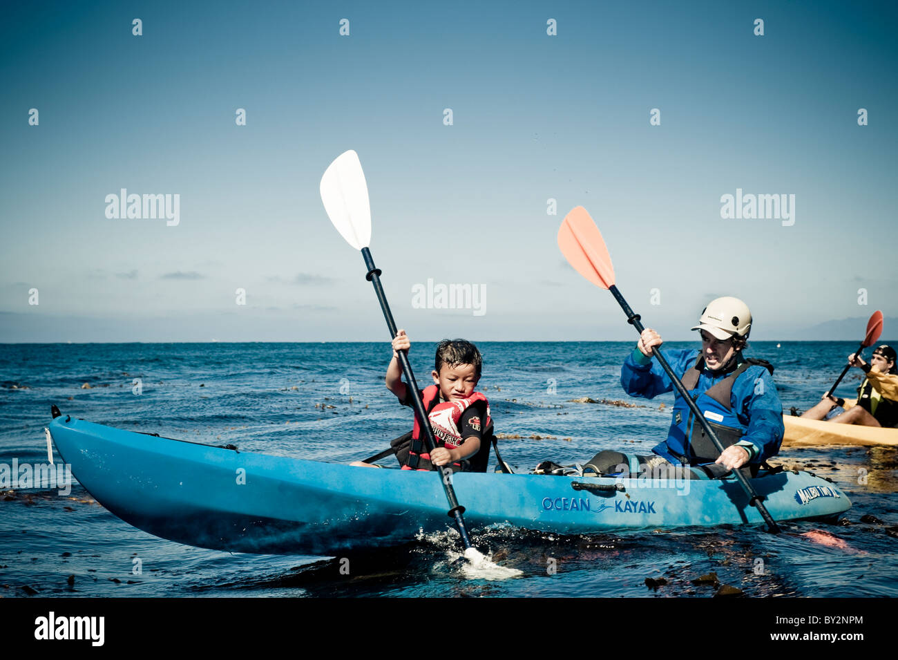 A young boy and friends paddle kayaks through kelp beds. Stock Photo