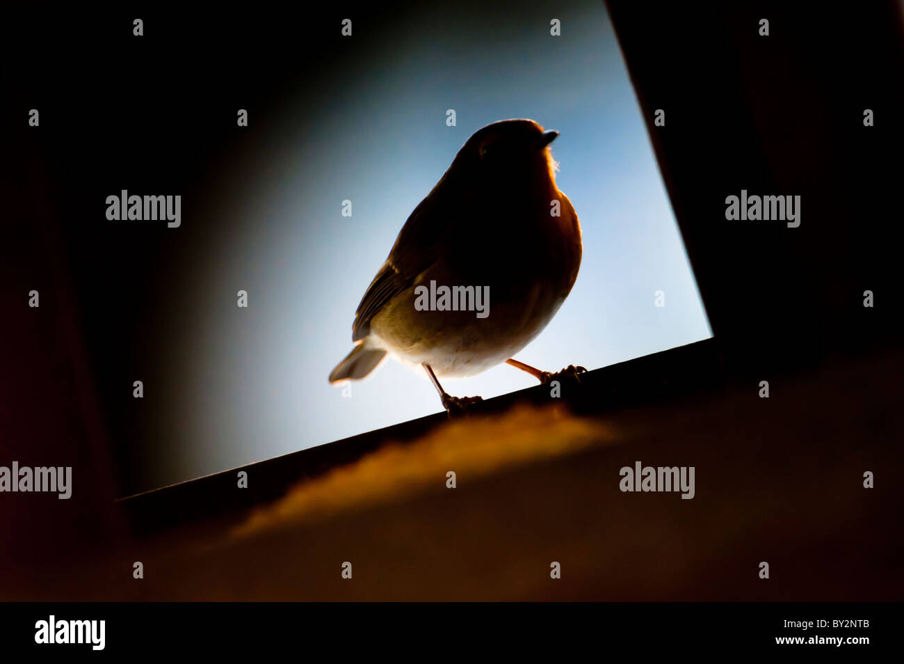 Backlit silhouette of a robin in a frame Stock Photo - Alamy