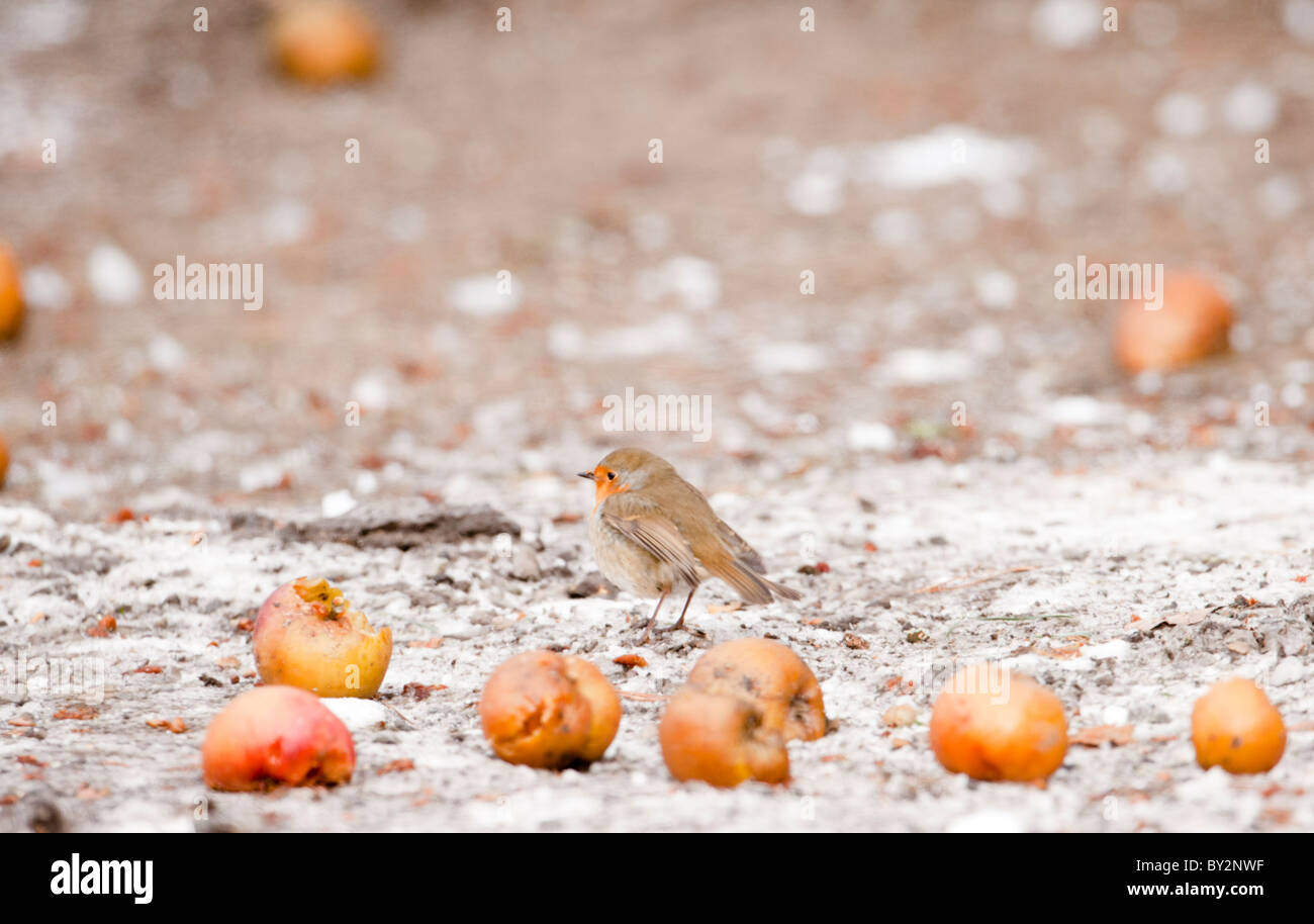 Garden robin backlit hi-res stock photography and images - Alamy