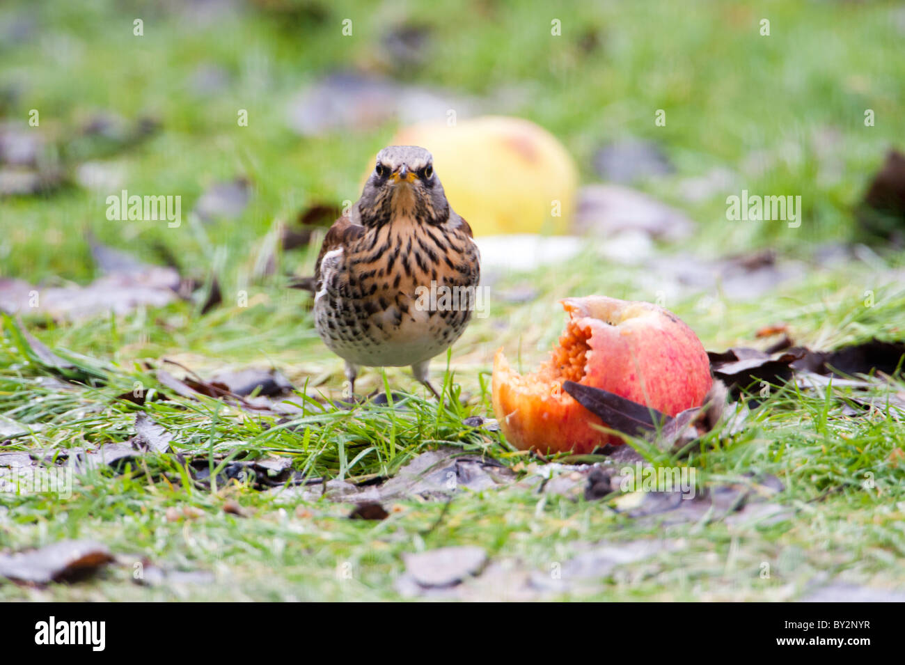 Fieldfare bird eating apples in a winter garden Stock Photo Alamy
